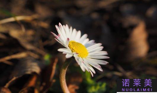 莲子心跟菊花金银花哪个好