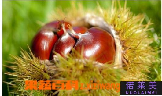 栗子色（温暖秋日的象征）