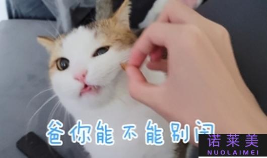 白鹿同款高马尾教程（简单易学，让你秒变白鹿）