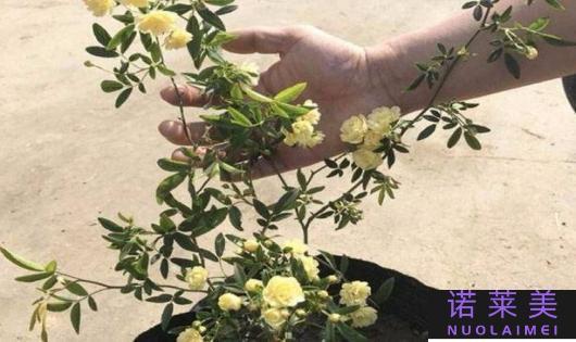 法国的花水哪个好