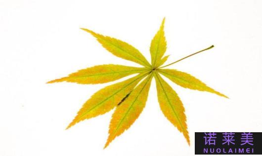 一叶子哪个颜色的最好用